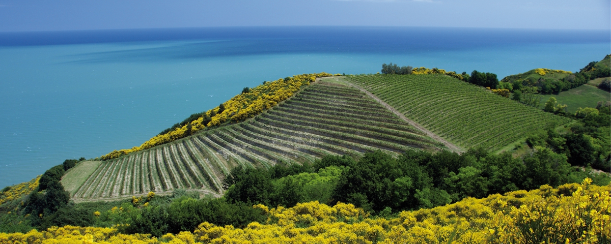 Parco Regionale del Monte San Bartolo