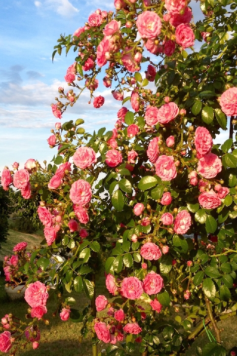 le rose