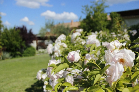 Il giardino di Villa Clelia, Country House nel Parco del Conero